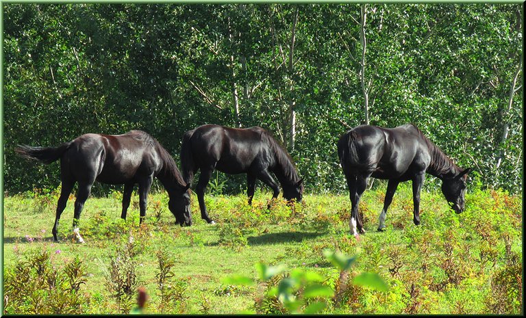 Dougs three black horses grazing.JPG