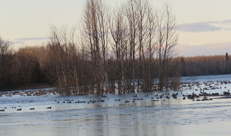 pond alive with ducks and geese.JPG