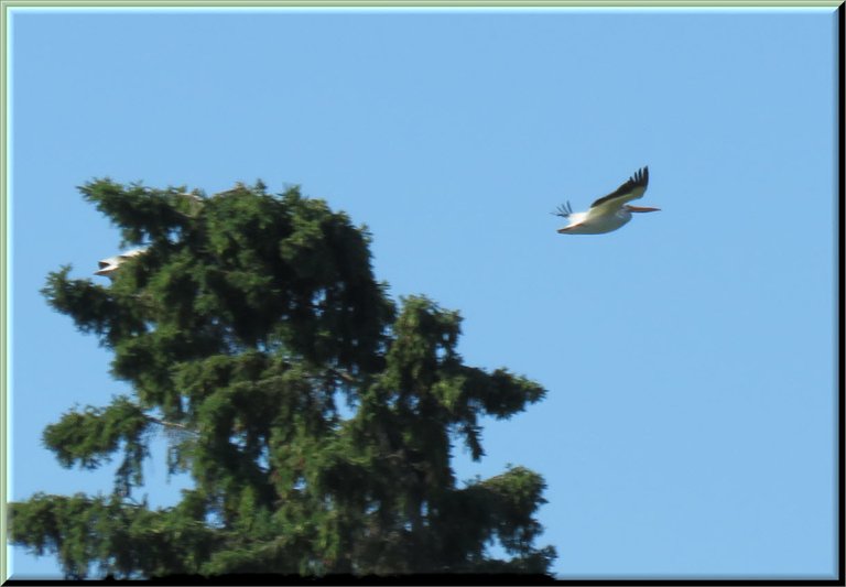 close up pelican in flight.JPG