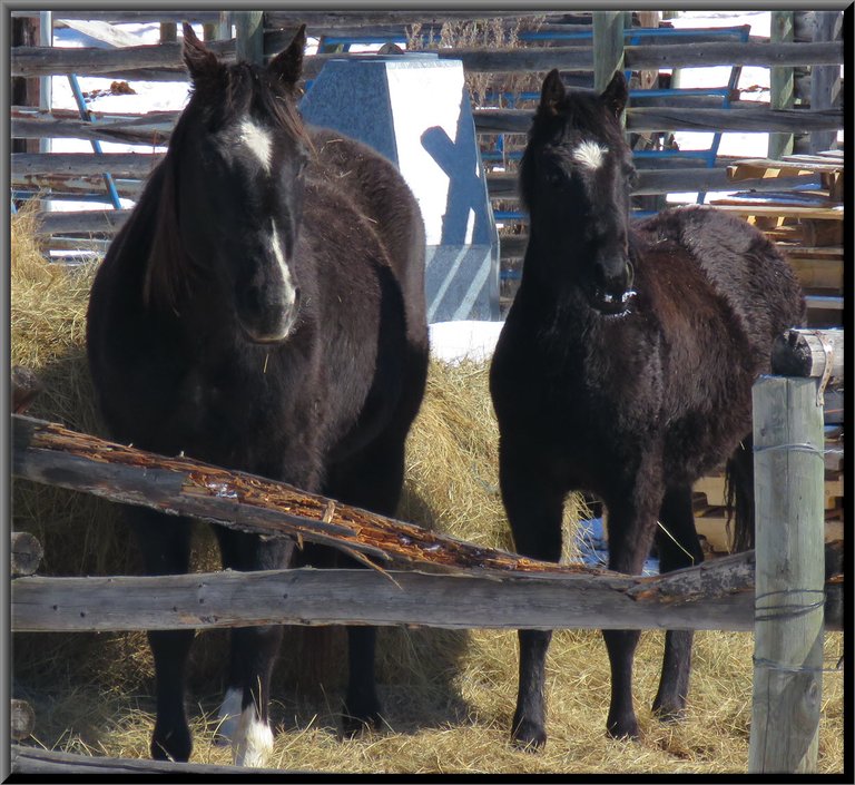 close up Dougs black mare and foal by hay bale.JPG