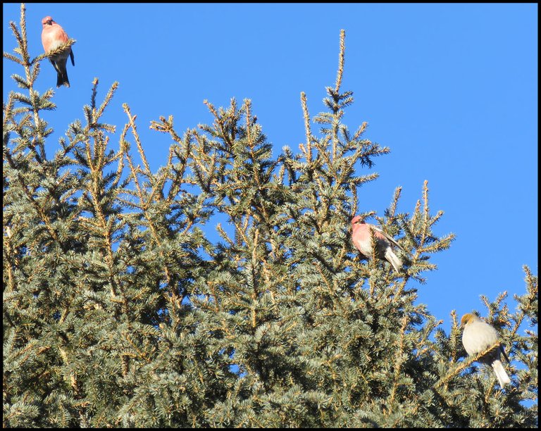 3 pine grosbeaks on spruce tree top.JPG