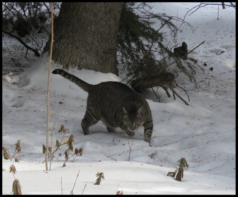 JJ starting to step out in the snow from beneath the spruce tree.JPG