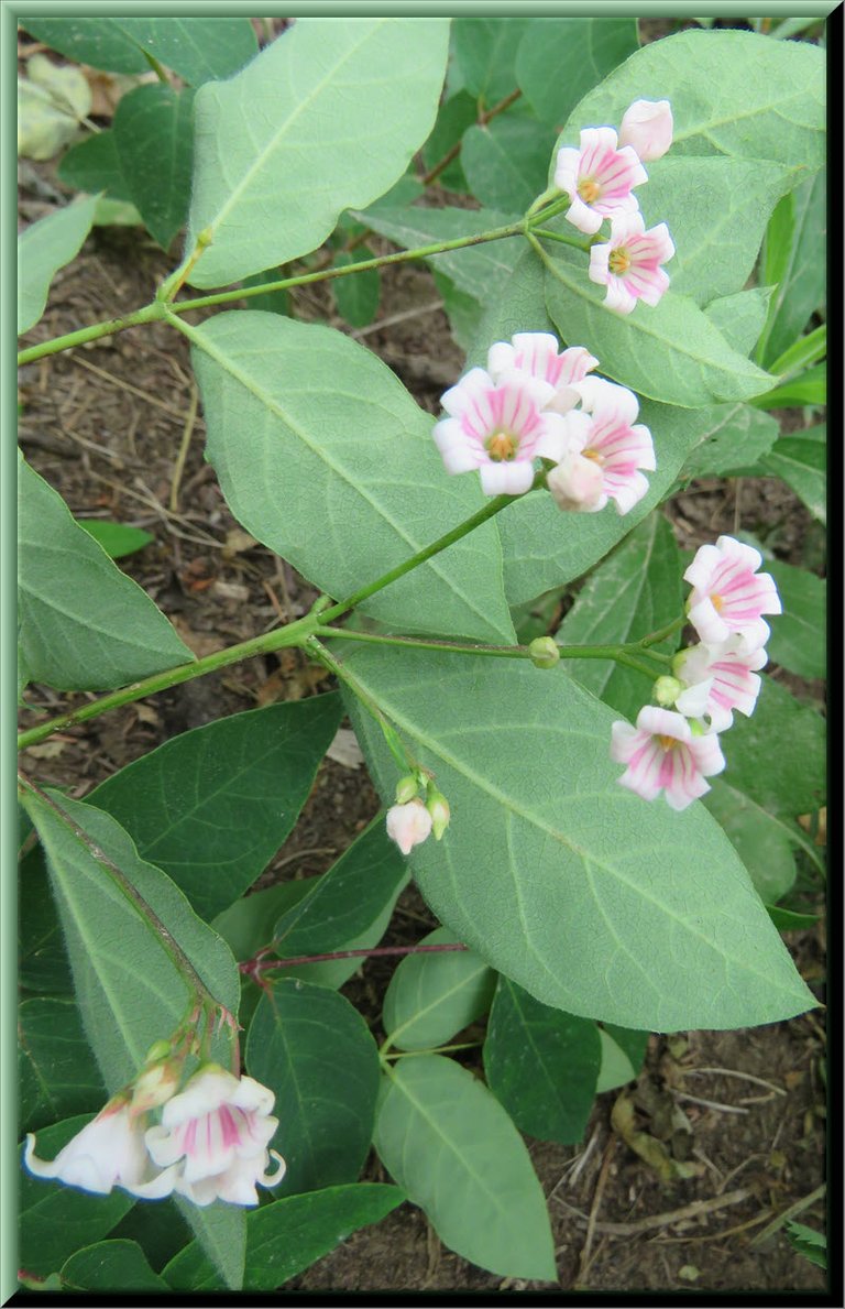 dogbane blooms.JPG