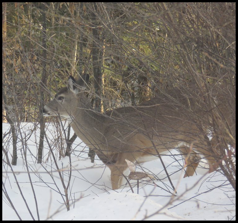 cute side view young whitetail deer standing in deep snow.JPG