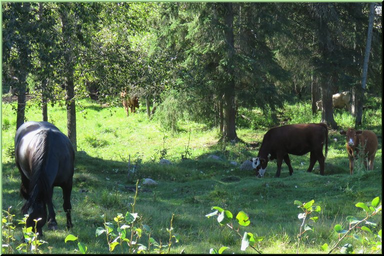 2 cute calves and horse grazing.JPG