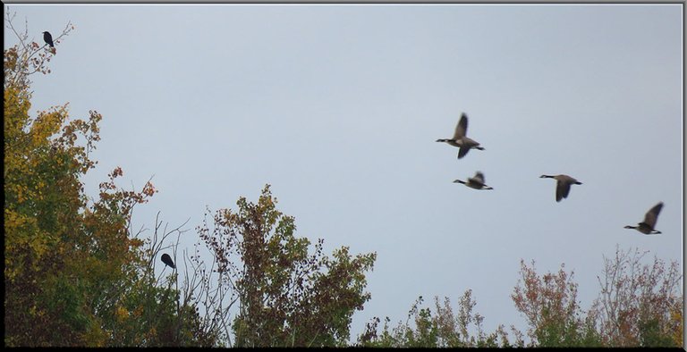 4 Canada Geese in flight by fall colored trees with ravens sitting in them.JPG