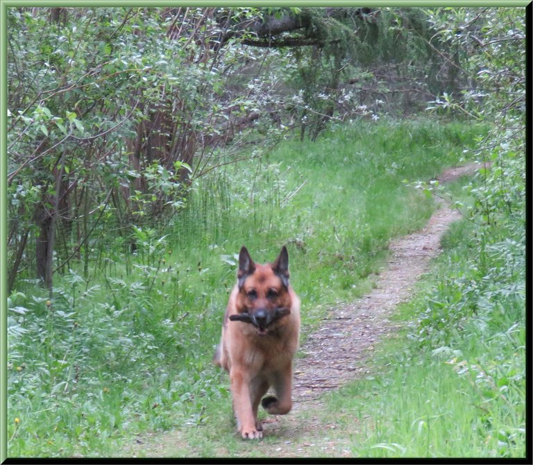 Bruno happily running down lush green lane stick in mouth.JPG