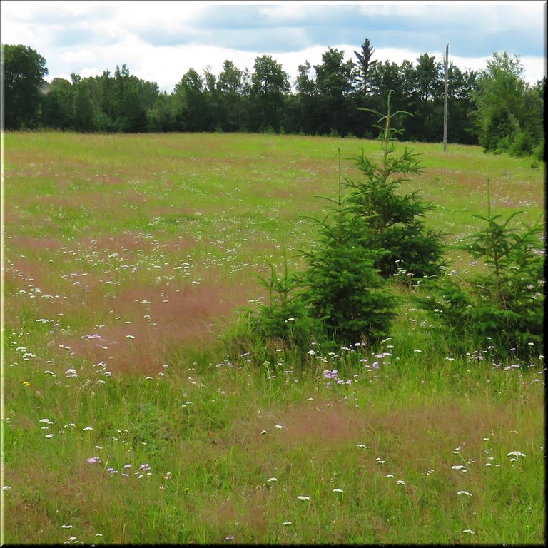3 young spruce among waves of pink from grass heads in wildflower meadow.JPG