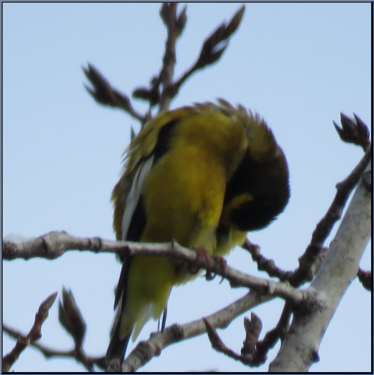 evening grosbeak on tree grooming belly.JPG