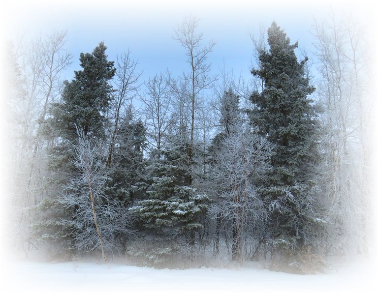 frosted view of spruce and poplar with frost on it.JPG