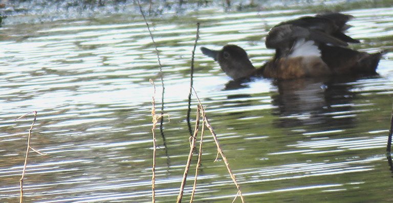 duck wings spread breast neck under water.JPG