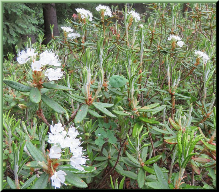 close up  blossoms of labrador tea plant and lots of new young growth.JPG