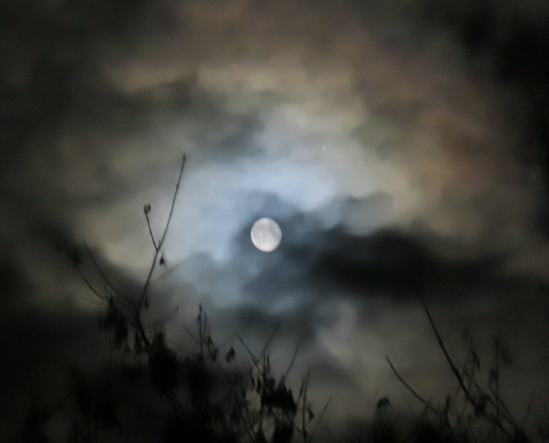 behind the bushes the full moon shines among the colored clouds.JPG