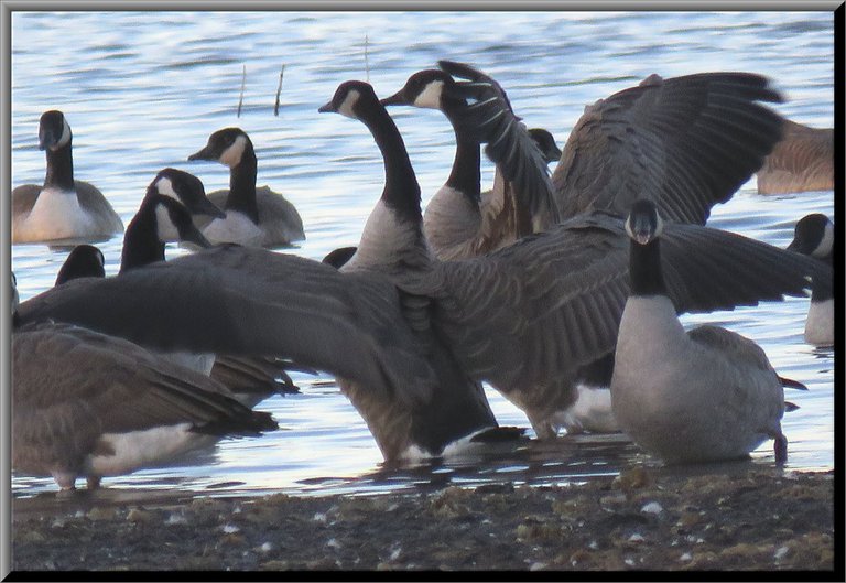 close up 2 canada geese stretching wings 1 beak open honking.JPG