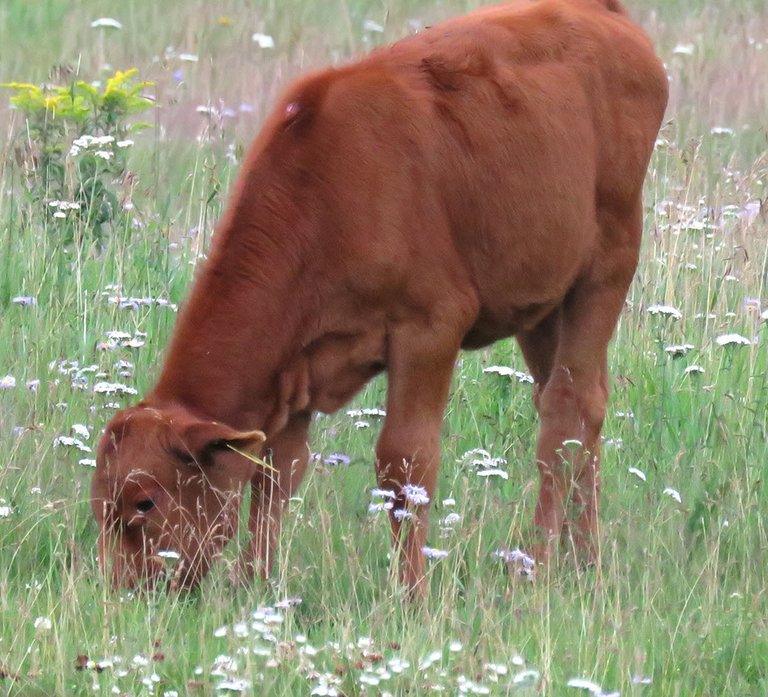 young calf grazing among the wild flowers.JPG