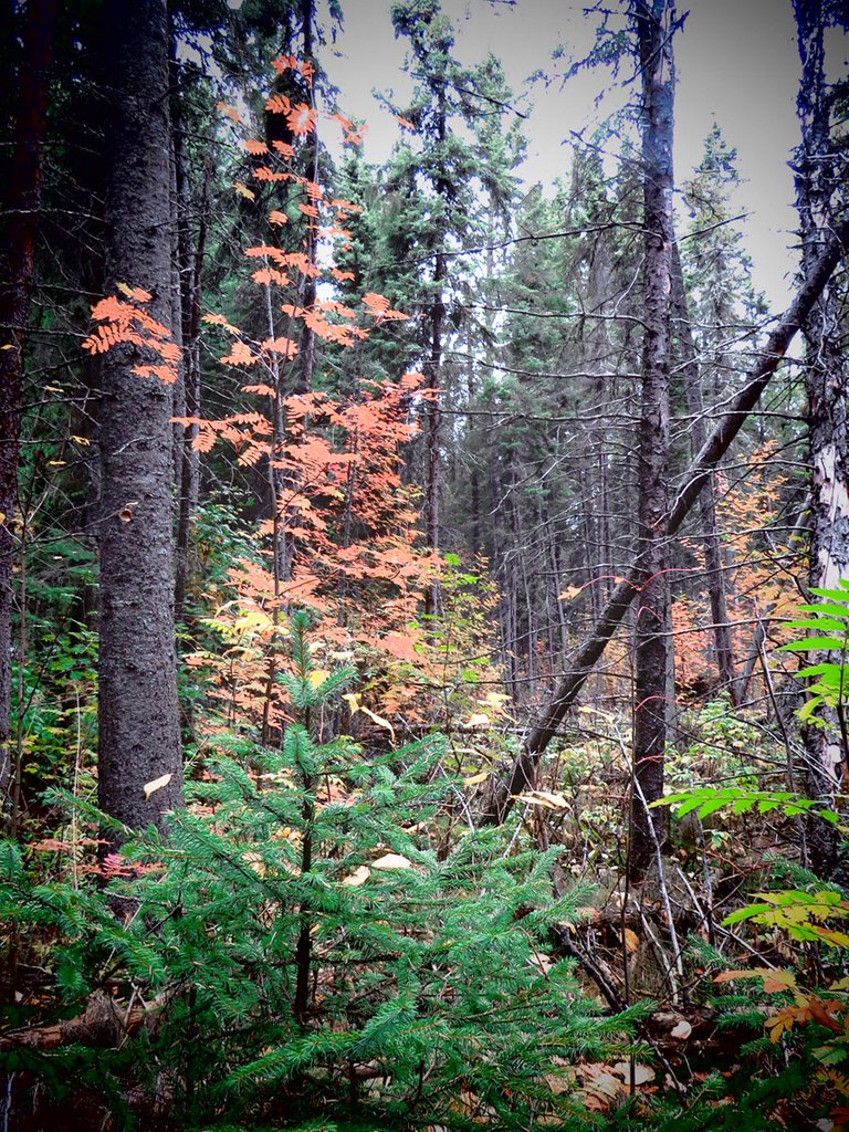 focus on bright orange mountain ash by young spruce.JPG