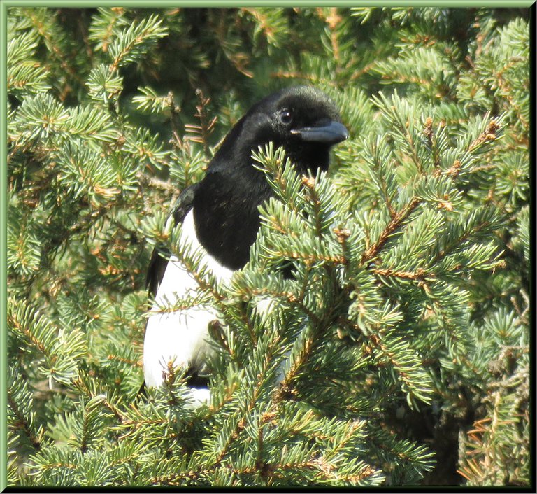 close up magpie in spruce tree.JPG