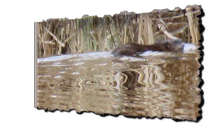 beaver swimming.JPG