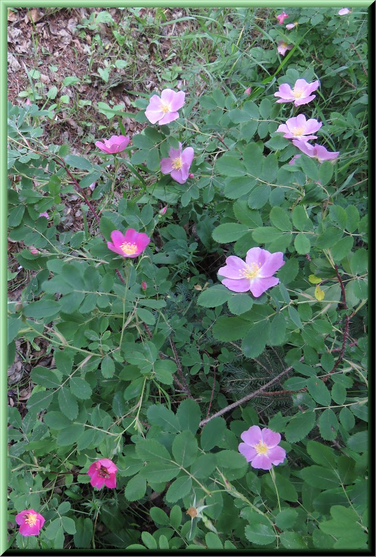 bush full of wild woodland rose blooms.JPG