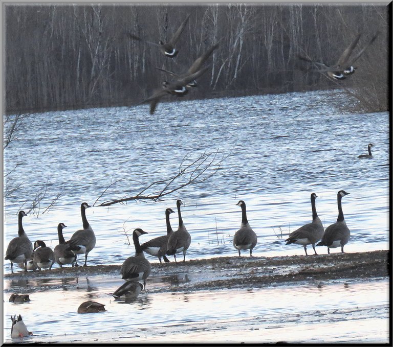 5 geese taking flight while other Canada geese watch standing on sandbar.JPG
