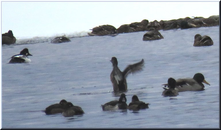 different black and white duck swimming in icy water by other ducks 1 stretching wings.JPG