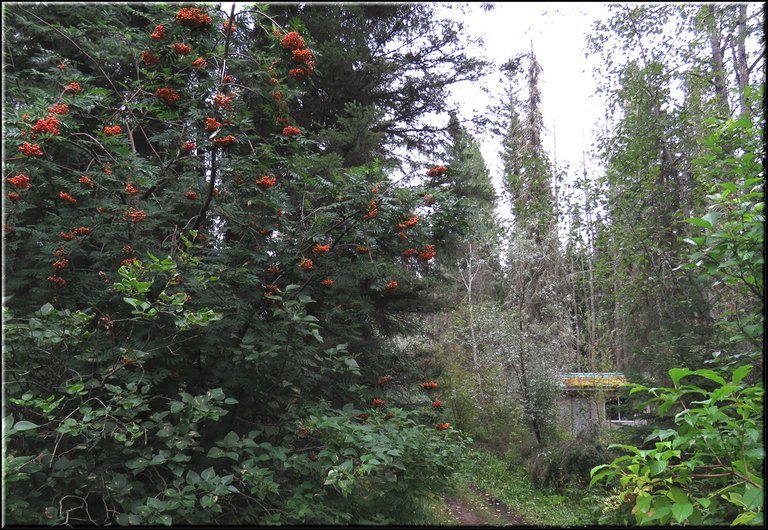 mountain ash with berries well house and other trees by side of lane.JPG
