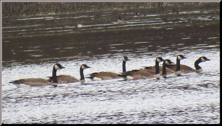 family of Canada Geese swimming in a row.JPG