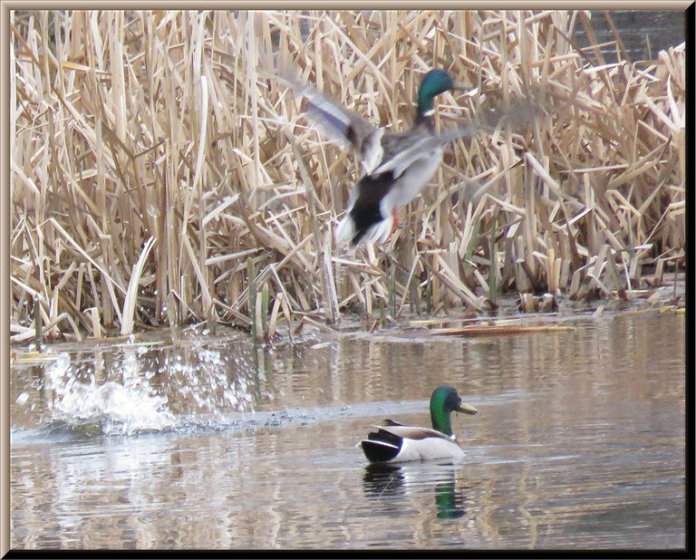 Mallard duck takes of in flight 1 remains swimming.JPG