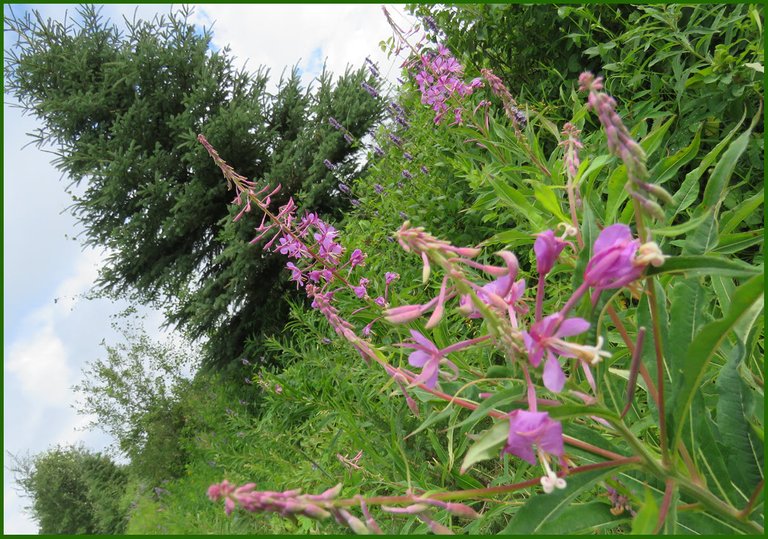 close up fireweed bloom with spruce tree background.JPG