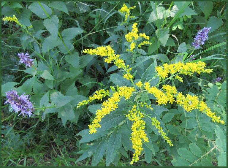 goldenrod bloom with hyssop flowers.JPG