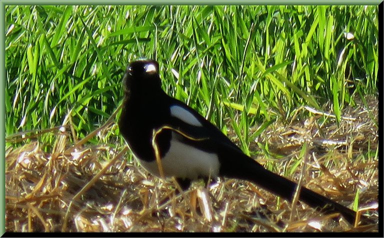 close up  magpie on straw looking at me.JPG