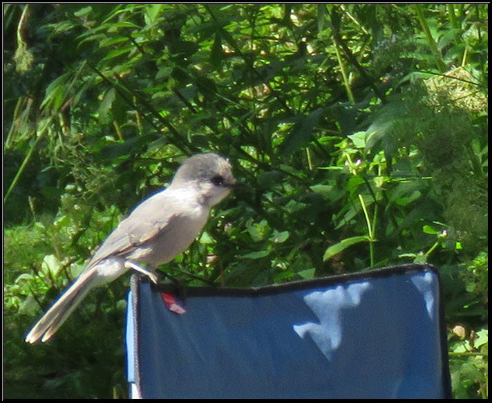 close up grey jay sitting on top of lawn chair.JPG