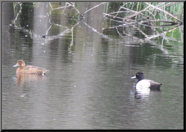 closse up pair of Barrows golden eye ducks on the water.JPG