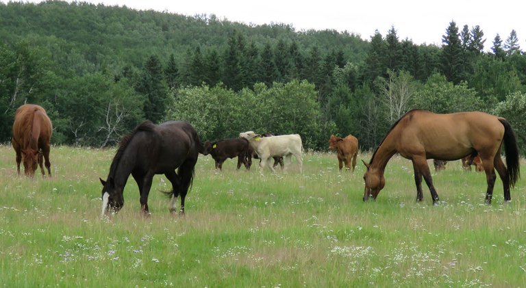 3 horses grazing 2 calves playing in background.JPG