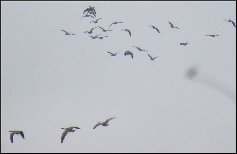 close up 3 Canada geese in flight flock behind.JPG