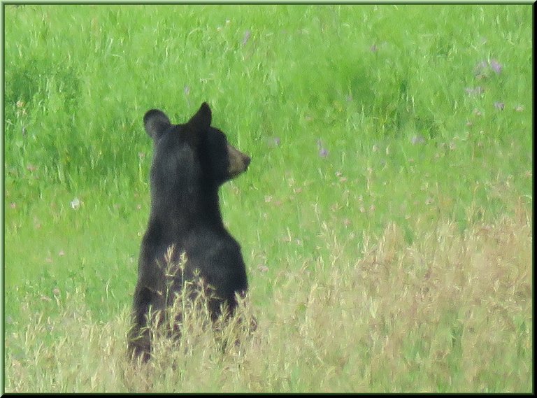 young black bear standing in grasses at edge of road.JPG