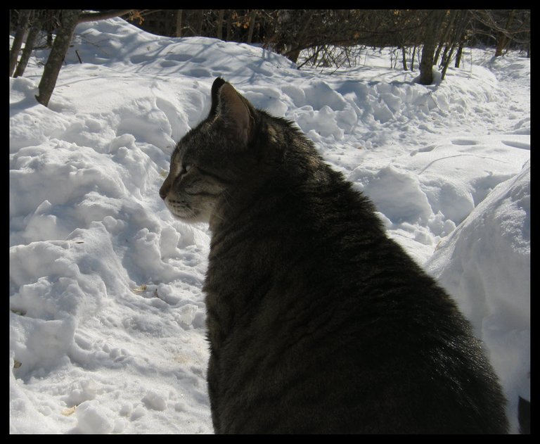 JJ from step looking out to snowy scene with path to neighbors.JPG