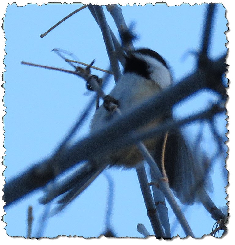 chickadee wings open to eat on maple tree buds.JPG