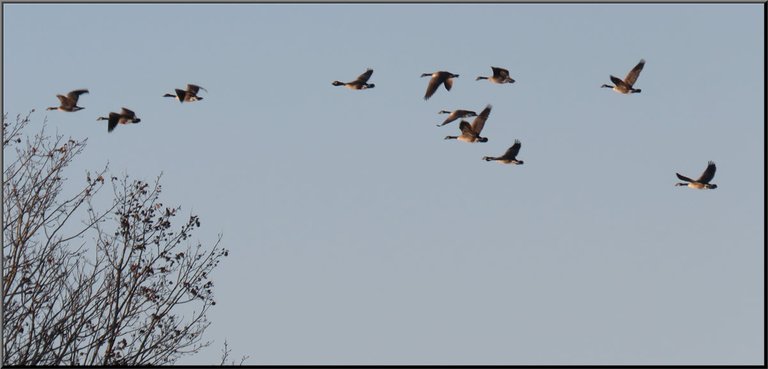 flock of Canada Geese in flight colored by the setting sun.JPG