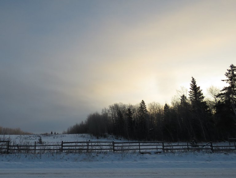 early morning sunlight shining through trees by pasture.JPG