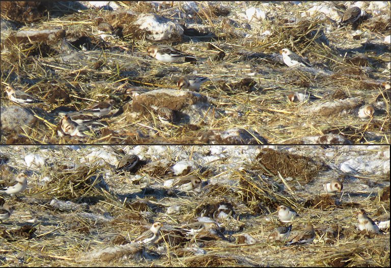 flock of snow buntings eating in field.JPG