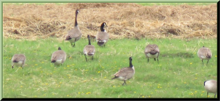 male and female Canada Goose Head off to field with juvenils to feed.JPG