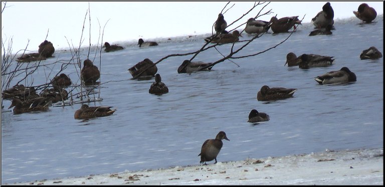 duck walking up on ice others resting on water or edge of ice.JPG