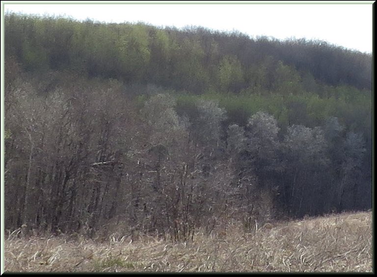 first flush of green in the poplars with white from cottonwoods.JPG