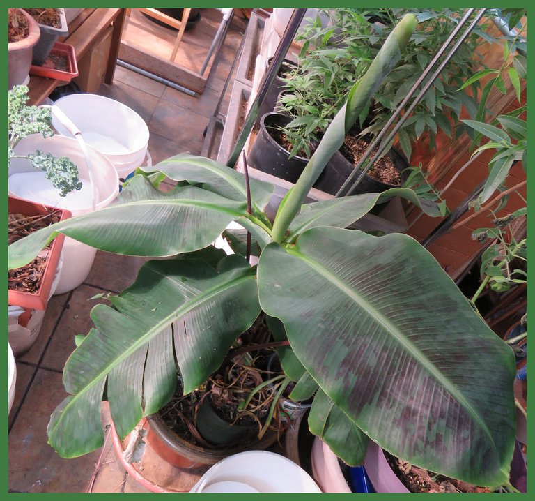 closeup of banana plant.JPG