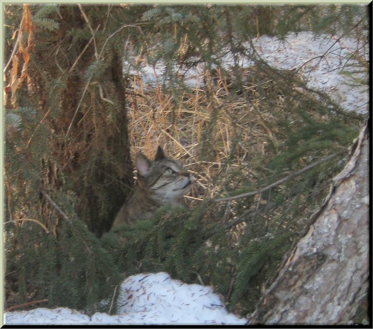 JJ sitting in open space between spruce trunks looking up.JPG