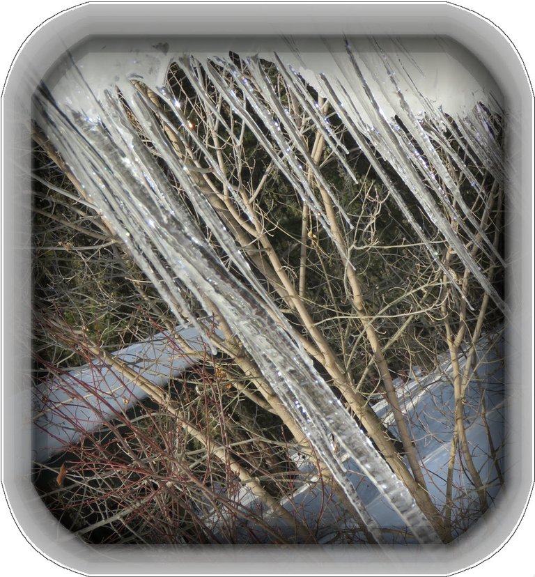 display of  multitude of icicles with young maple bush in background.JPG