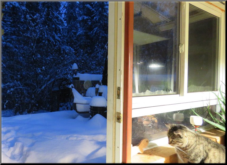 JJ looking to open door with snowy scene.JPG