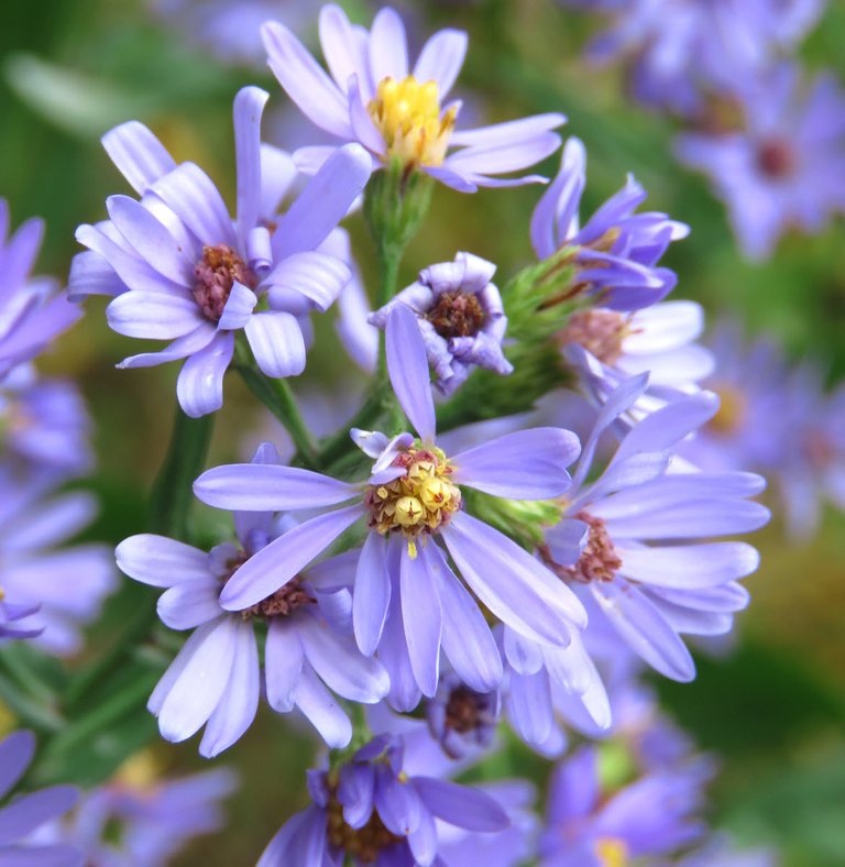 close up showing center of aster blossom.JPG