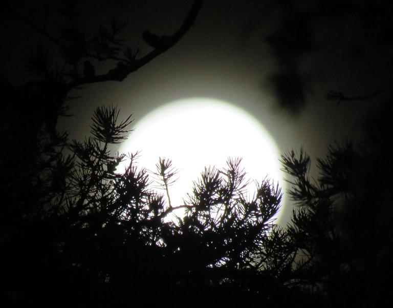 pine branch in front of full moon.JPG